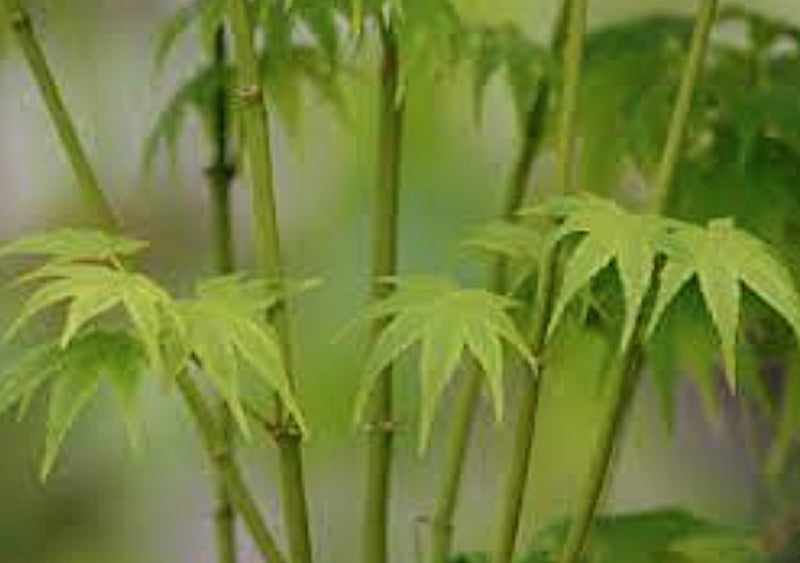 Acer Palmatum Ukon vaso 9