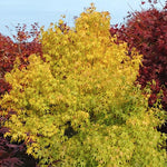 Acer Palmatum Ukon vaso 9