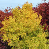 Acer Palmatum Ukon vaso 9
