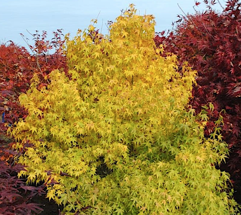 Acer Palmatum Ukon vaso 9