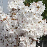Prunus Incisa Yamadei vaso 9