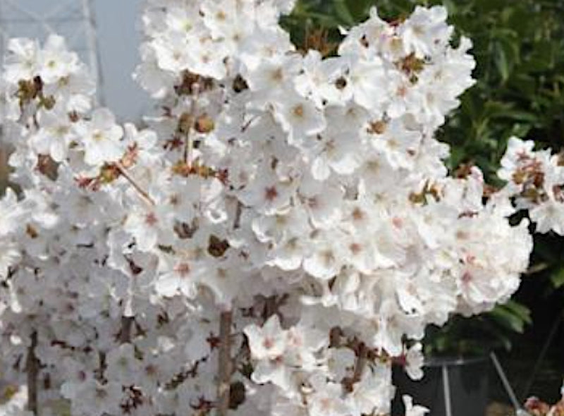 Prunus Incisa Yamadei vaso 9
