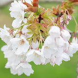 Prunus Serrulata Tai Yaku vaso 9