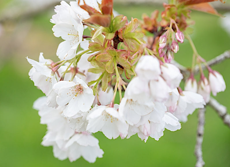 Prunus Serrulata Tai Yaku vaso 9