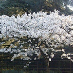 Prunus Serrulata Tai Yaku vaso 9