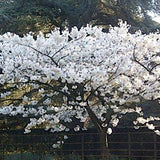 Prunus Serrulata Tai Yaku vaso 9