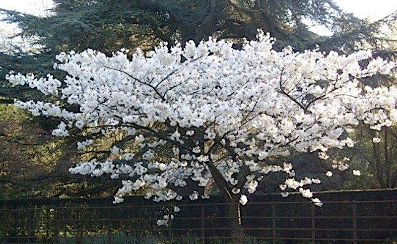 Prunus Serrulata Tai Yaku vaso 9
