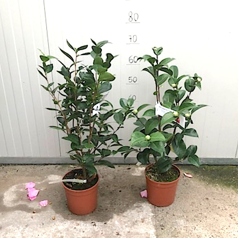 Camelia Japonica Mrs Charles Cobb vaso 19