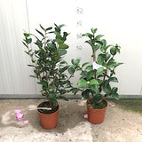 Camelia Japonica Mrs Charles Cobb vaso 19