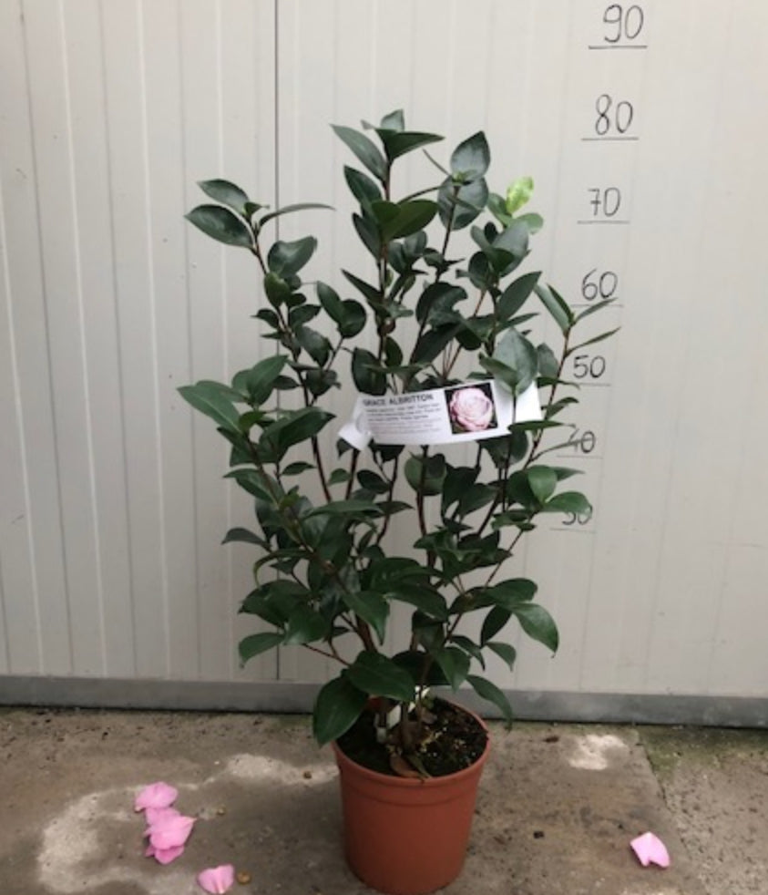 Camelia japonica Grace  Albritton v. 18/19