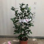 Camelia japonica Grace  Albritton v. 18/19