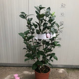 Camelia japonica Grace  Albritton v. 18/19