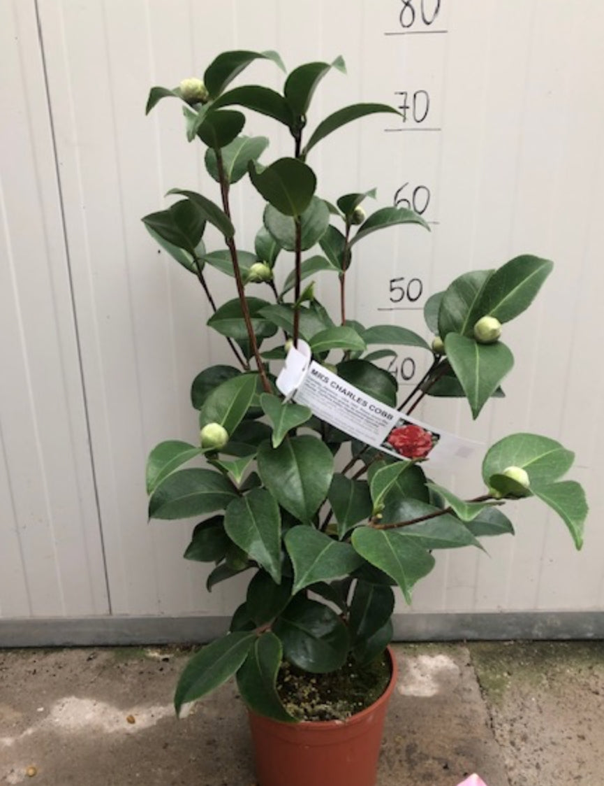Camelia Japonica Mrs Charles Cobb vaso 19