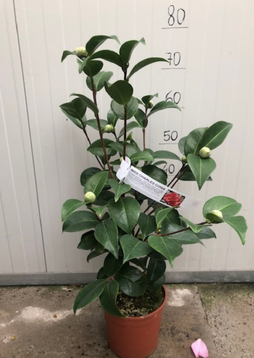 Camelia Japonica Mrs Charles Cobb vaso 19