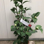 Camelia Japonica Mrs Charles Cobb vaso 19
