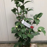 Camelia Japonica Mrs Charles Cobb vaso 19