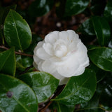 Camellia japonica ‘Shiragiku’ vaso 18/19