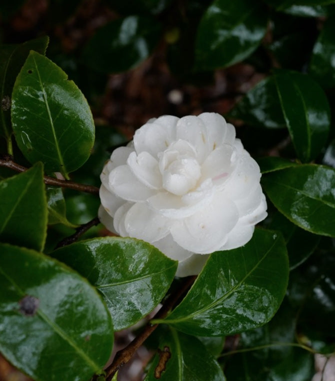 Camellia japonica ‘Shiragiku’ vaso 18/19