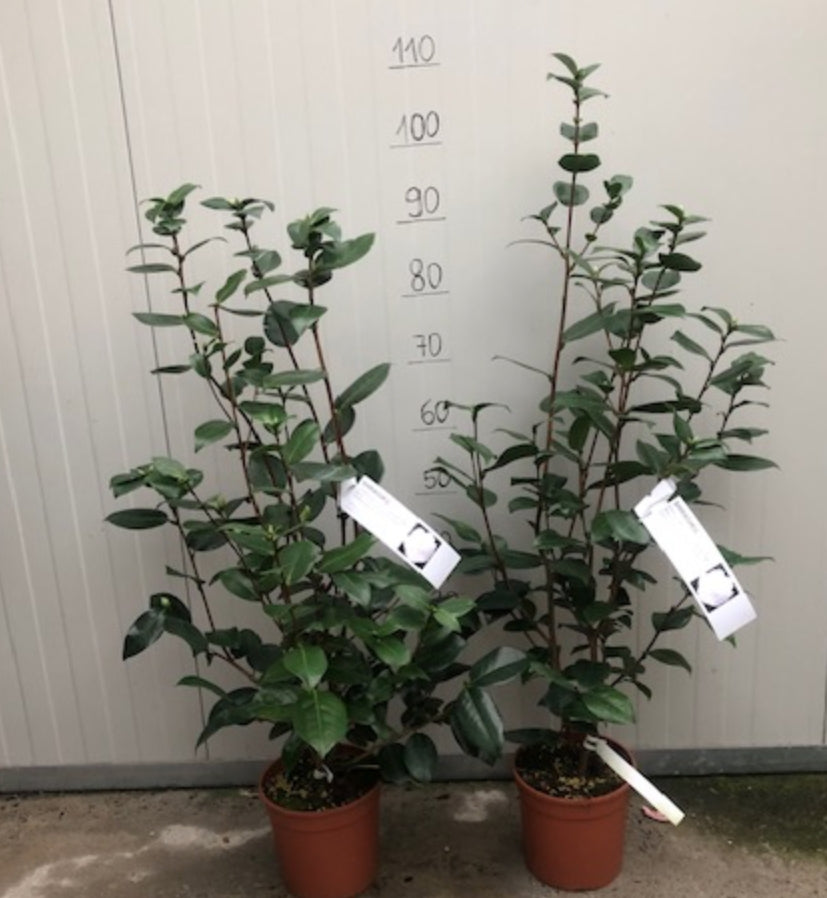 Camellia japonica ‘Shiragiku’ vaso 18/19