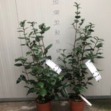 Camellia japonica ‘Shiragiku’ vaso 18/19
