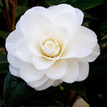Camellia japonica ‘Shiragiku’ vaso 18/19
