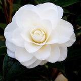 Camellia japonica ‘Shiragiku’ vaso 18/19