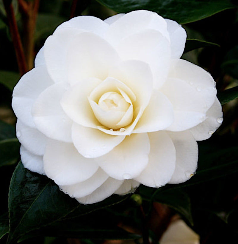 Camellia japonica ‘Shiragiku’ vaso 18/19