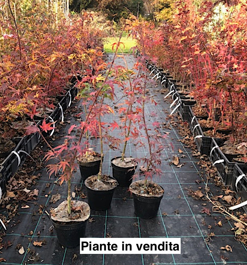Acer palmatum Arakawa  vaso 15