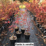 Acer palmatum Arakawa  vaso 15