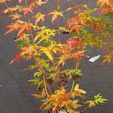 Acer Palmatum Bi Hoo