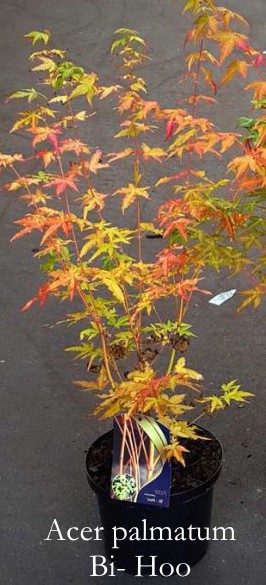 Acer Palmatum Bi Hoo