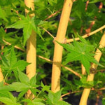 Acer Palmatum Bi Hoo