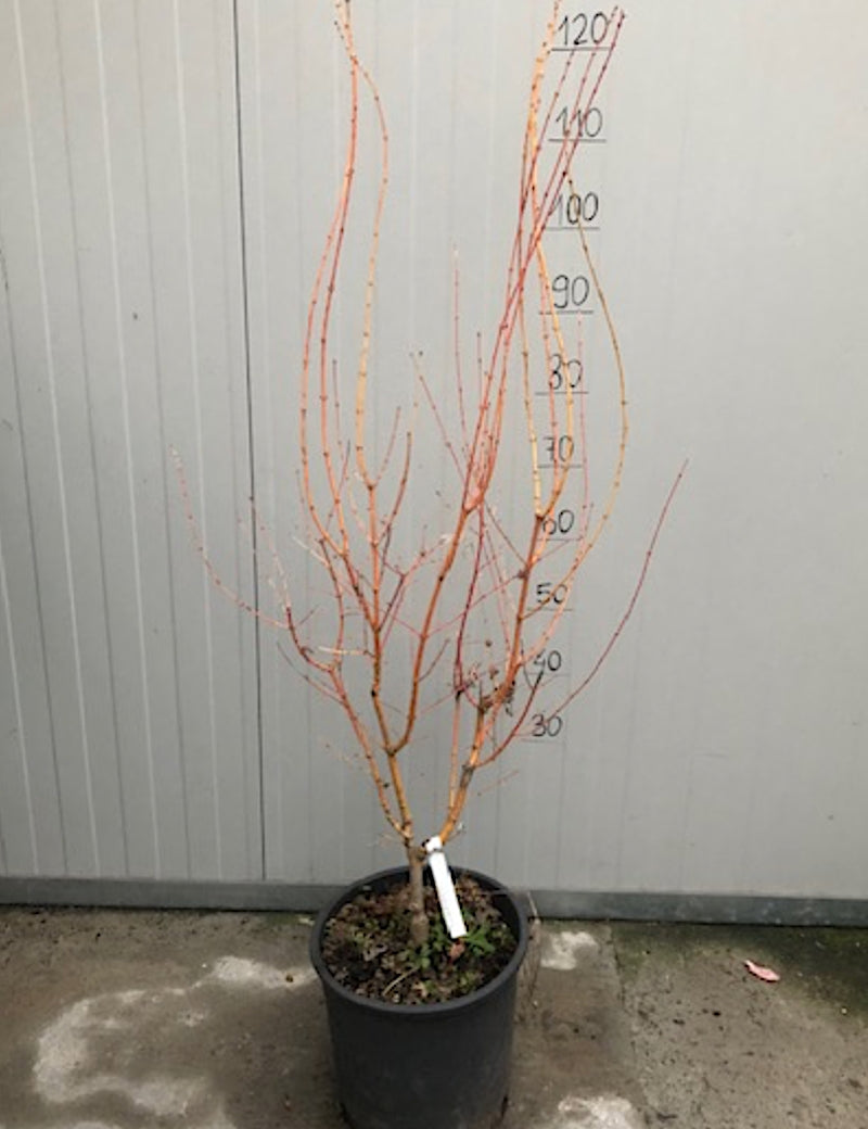 Acer Palmatum Bi Hoo Come da foto