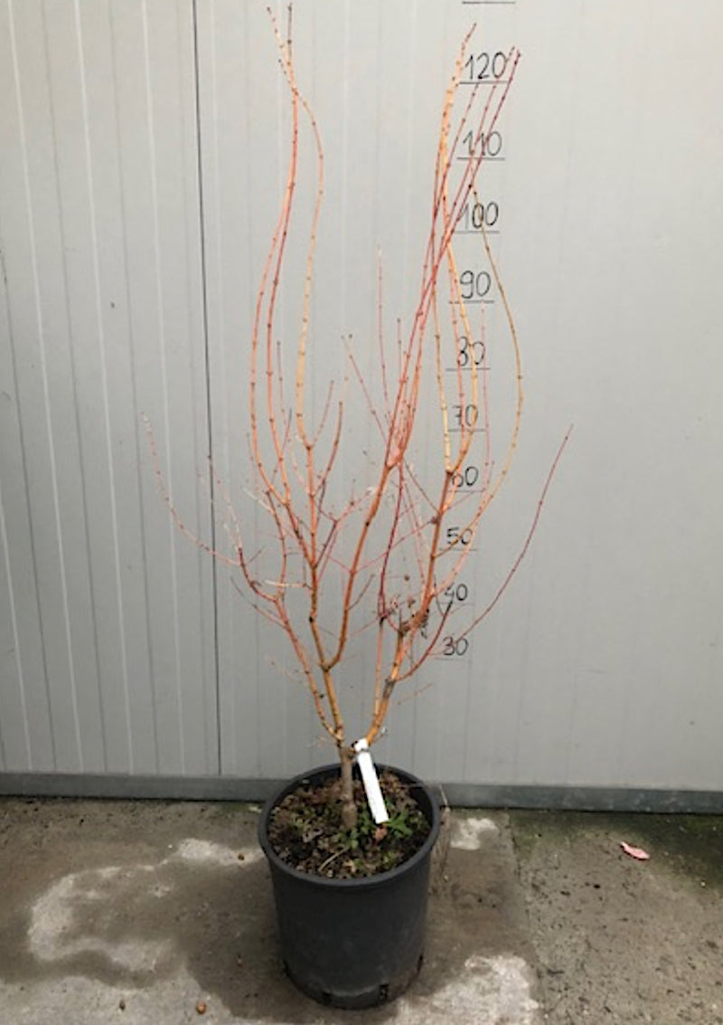 Acer Palmatum Bi Hoo Come da foto