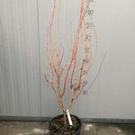 Acer Palmatum Bi Hoo Come da foto