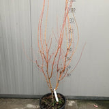 Acer Palmatum Bi Hoo Come da foto