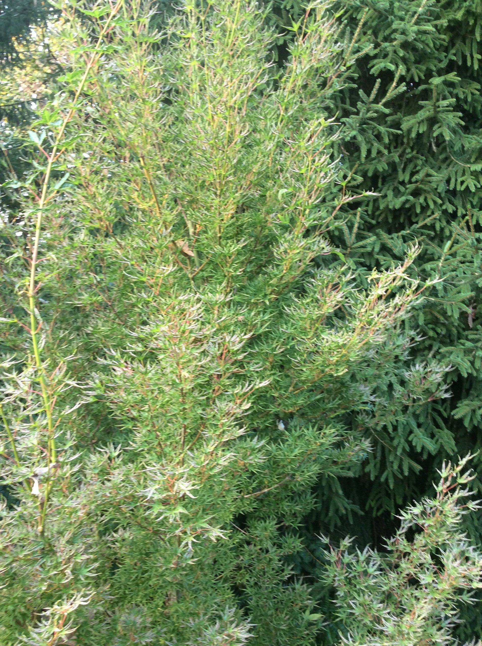 Acer Palmatum Okushimo