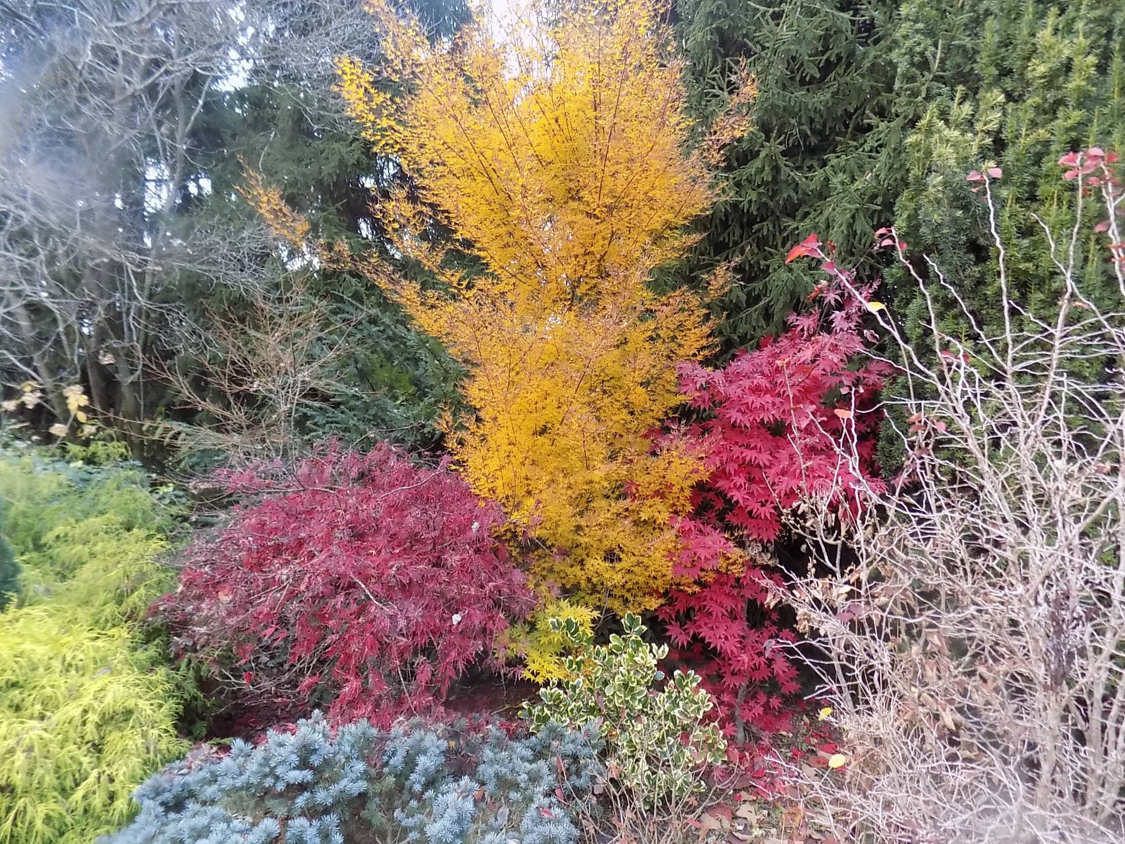 Acer Palmatum Okushimo