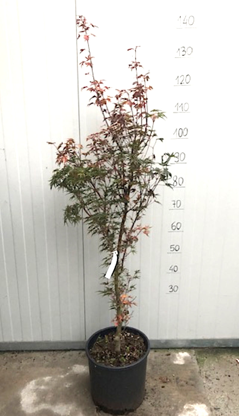 Acer Palmatum Okushimo come da foto pianta in vaso