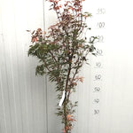Acer Palmatum Okushimo come da foto pianta in vaso