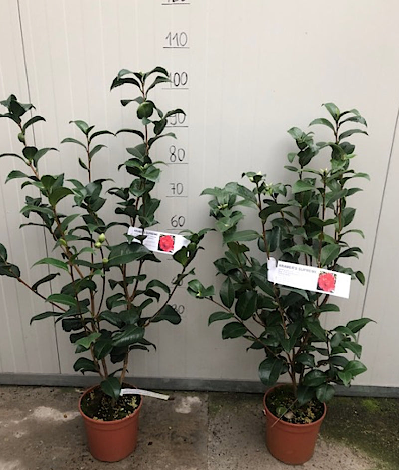 Camelia japonica Kramer's Supreme vaso 18