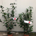 Camelia japonica Kramer's Supreme vaso 18