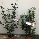 Camelia japonica Kramer's Supreme vaso 18
