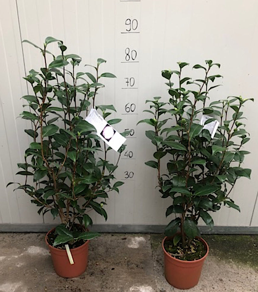 Camelia japonica Nuccio's Pearl  vaso 19