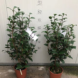 Camelia japonica Nuccio's Pearl  vaso 19
