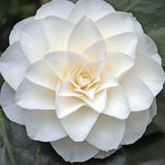 Camelia Japonica Nuccio's Gem vaso 18