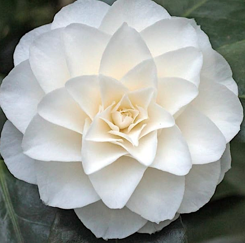 Camelia Japonica Nuccio's Gem vaso 18