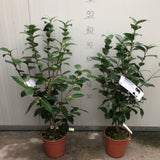 Camelia Japonica Nuccio's Gem vaso 18