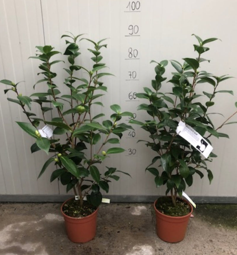 Camelia Japonica Nuccio's Gem vaso 18