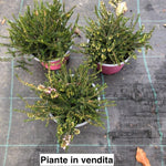 Erica darleyensis  rosa vaso 13/14. -  5/6 piante x m2